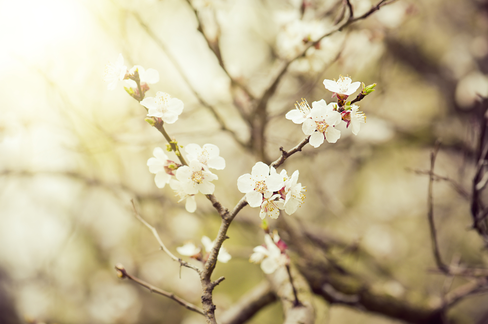 shutterstock_257989010